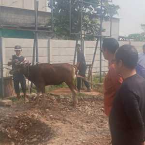 Kegiatan kurban PT. PP Tirta Tanah Merah/Ist