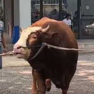 Sapi kurban dari Fraksi Demokrat/Ist