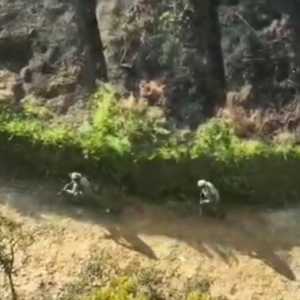 Polisi Pukul Mundur KKB Usai Bakar Puskesmas Kiwirok