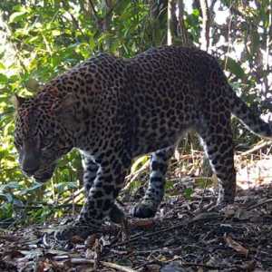 Macan Tutul Jawa (Panthera Pardus Melas) di kawasan Pegunungan Sanggabuana. (Foto: Dispenad)