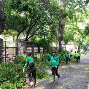 Pemangkasan Pohon Serentak