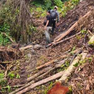 Modus Penjualan Ganja di Aceh: Dihanyutkan Lewat Aliran Sungai