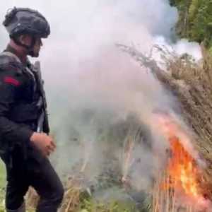 Bareskrim Polri Bakar Ladang Ganja Seluas 51,75 Hektare di Aceh
