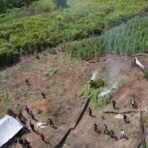 Ini Cara Pemilik Ladang Ganja di Gayo Lues Tahu Perkembangan Tanamannya