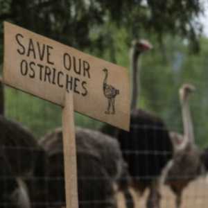 Kanada Siap Musnahkan 400 Burung Unta