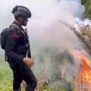 Ganja Senilai Rp621 Miliar Diamankan dari Ladang di Aceh