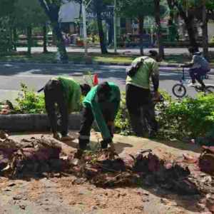 Distamhut DKI Pangkas Pohon Massal Antisipasi Angin Kencang