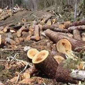 Antara Data dan Fakta Deforestasi