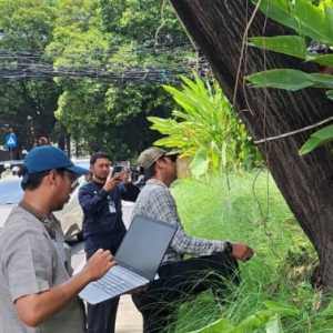 Periksa Pohon Rawan Tumbang