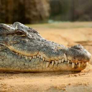 Israel Bunuh Ratusan Buaya Gegara Dianggap Ancam Keamanan