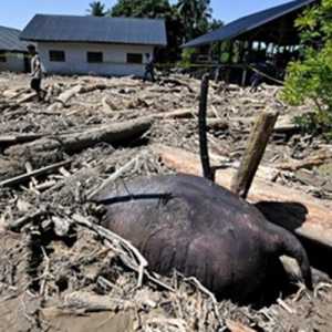 Raja Juli, Ternak Oligarki dan Gajah Mati