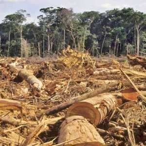 Save Hutan Nusantara