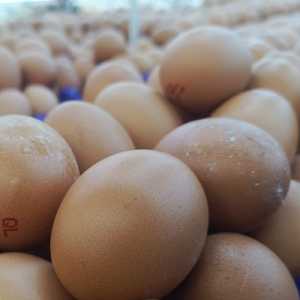Stok Telur Aman hingga Lebaran 2026, Pemerintah Jaga Kestabilan Harga Rp30.000 per Kg