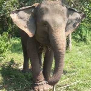 Way Kambas Pilot Project Penjualan Karbon di Kawasan Taman Nasional