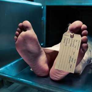 Maut Mengintai di OKI Pulp and Paper Mills, Giliran Operator Muda Tewas di Mesin Produksi