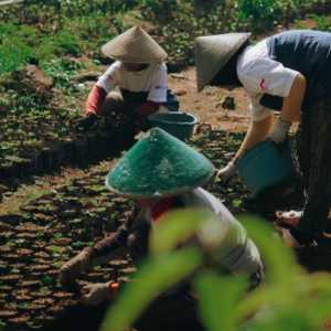Ekonomi Petani Kopi Garut Terdongkrak Lewat Desa Sejahtera Astra