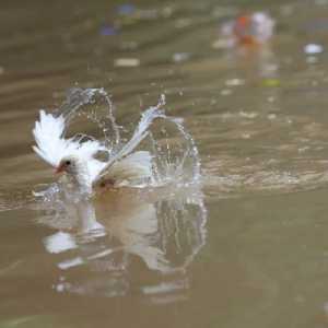 Kebocoran Pipa Air Picu Wabah Diare Mematikan di Indore India