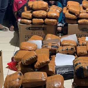 Polda Metro Jaya Gagalkan Peredaran Ganja 83 Kilogram Jaringan Sumatera