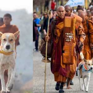 Kesetiaan Aloka dan Anjing Yudhistira