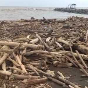 Pantai Larangan Tegal Penuh Kayu Gelondongan dari Gunung Slamet