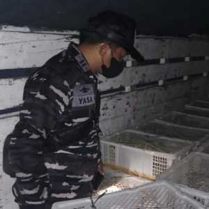 TNI AL Amankan Ribuan Burung Selundupan di Bali