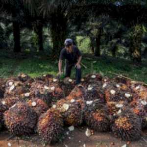 Transfer Pricing Perdagangan Sawit