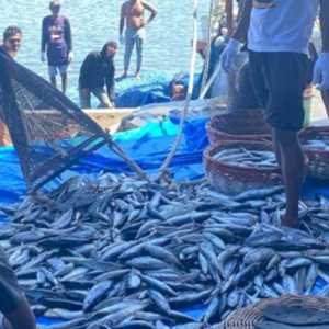 Mencukupi Kebutuhan Protein Lewat Laut