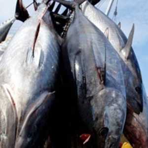 Hilirisasi Perikanan Belum Mampu jadi Penggerak Ekonomi Pesisir