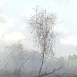 Karhutla di Aceh Barat Hanguskan 50,2 Hektare Lahan