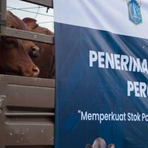 Pramono Jamin 3.100 Sapi Impor Australia Bebas PMK