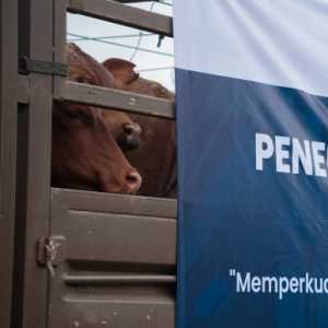 Impor Sapi Australia untuk Tekan Inflasi Pangan