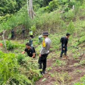 Polisi Temukan 3 Hektare Ladang Ganja di Empat Lawang