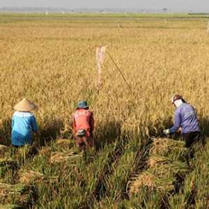 Kebijakan Pangan Harus Disusun Proporsional dan Berbasis Ilmiah