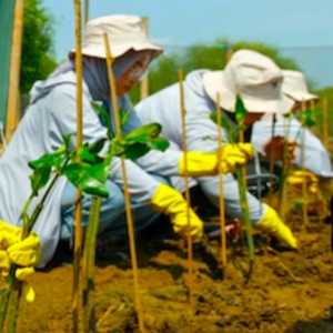 Telkom Tanam Mangrove di Pesisir Semarang