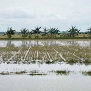 Gabah Petani Terdampak Banjir di Grobogan Tetap Dibeli Bulog