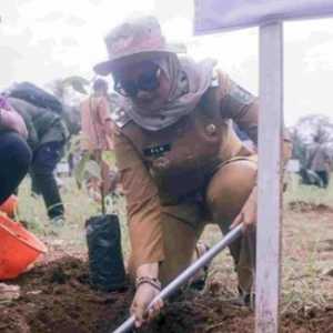 Cocoa Agroforestry Perkuat Ekonomi Lampung Timur
