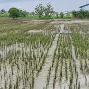 Ratusan Hektare Sawah di Kendal Gagal Panen Imbas Banjir