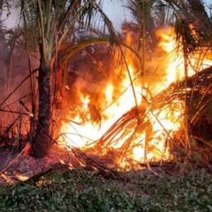 Curah Hujan di Luar Pulau Jawa Rendah, BNPB Ingatkan Potensi Karhutla