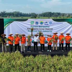 Rano-Ramzi Panen Padi