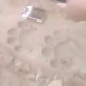 Ditemukan Tapak Harimau di Perkebunan Nanas PT GGPC Lampung