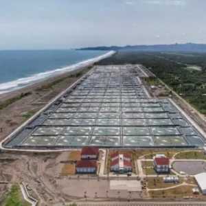 Modeling Tambak Udang Kebumen Kian Moncer, Produksi Naik Tajam pada 2025