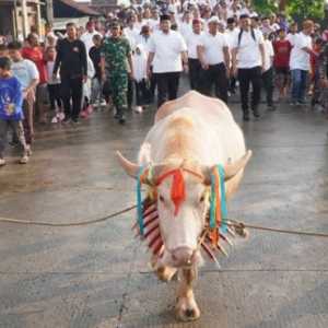 Kirab Kerbau Bule Syawalan