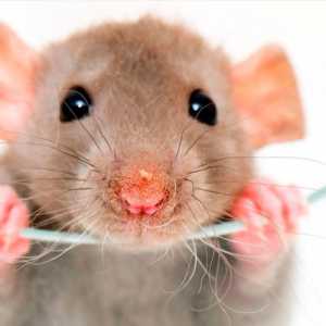 Tips Mengusir Tikus di Rumah Secara Efektif dan Aman