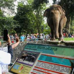 Tiket Taman Margasatwa Ragunan Tetap Dipatok Rp4 Ribu