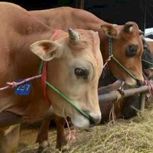 BGN Dorong Penguatan Ekosistem Peternakan Demi Serap Lapangan Kerja