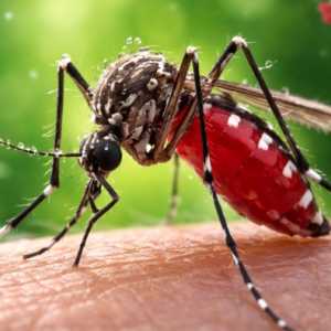 Sukabumi Terjangkit 54 Kasus Demam Berdarah Sepanjang Januari 2026