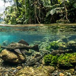 Pemprov Jakarta Gelar Pembersihan Ikan Sapu-Sapu yang Ancam Ekosistem Sungai