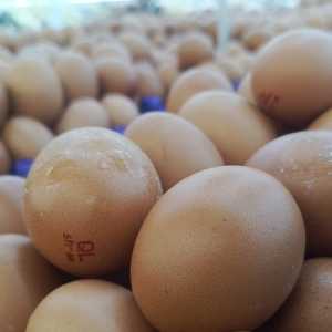 Simpan Telur di Kulkas, Dicuci Dulu atau Tidak?