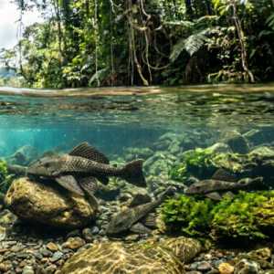 Viral Diburu, Ikan Sapu-Sapu Aman Dikonsumsi atau Berbahaya?