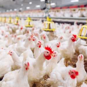 Dorong Pivot Bisnis, KADIN Sebut MBG Berkah bagi Petani dan Peternak